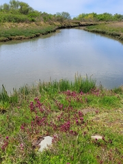 Castilleja ambigua humboldtiensis