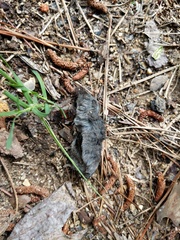 Blarina carolinensis