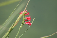 Russelia equisetiformis