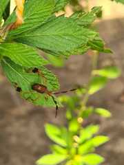 Anisoscelis marginellus