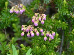 Phyllodoce × intermedia