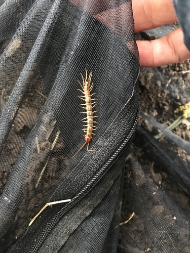 iNaturalist observation photo of Lithobiidae