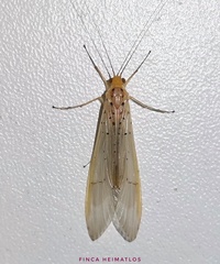 Synoestropsis punctipennis