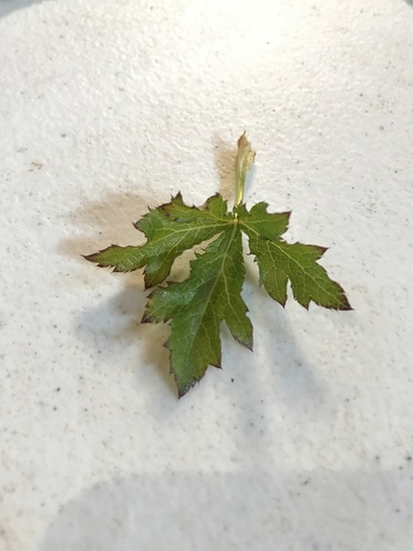 iNaturalist observation photo of Pacific Sanicle
