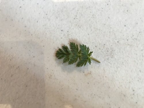 iNaturalist observation photo of Redstem Stork's-bill
