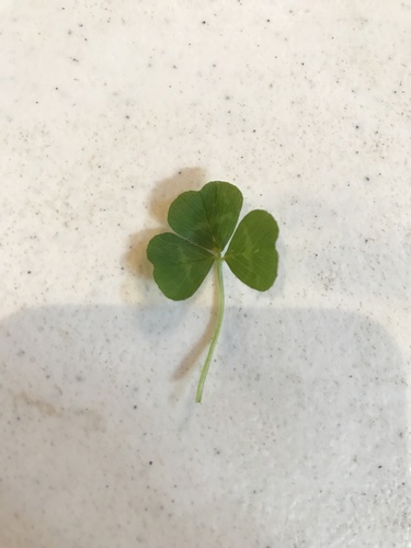 iNaturalist observation photo of white clover