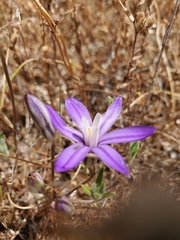 Brodiaea nana
