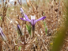 Brodiaea nana
