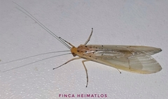 Synoestropsis punctipennis