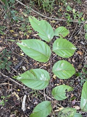 Glochidion sumatranum