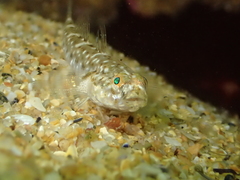 Pomatoschistus microps