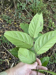 Glochidion sumatranum