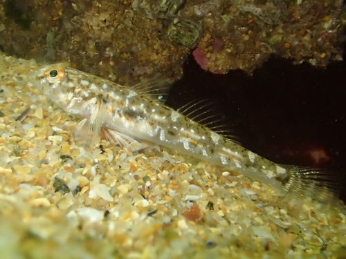 Common goby (Pomatoschistus microps) — Gobiidae — 4