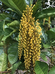 Lophanthera lactescens