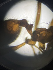 Pheidole hyatti