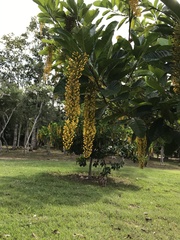 Lophanthera lactescens