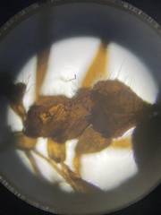 Pheidole hyatti