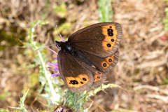 Erebia triarius