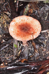 Lepiota haemorrhagica