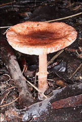 Lepiota haemorrhagica