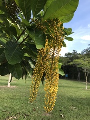 Lophanthera lactescens