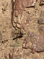 Myrmecocystus mendax