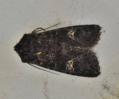 Neumichtis sepultrix