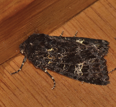 Neumichtis sepultrix