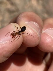 Myrmecocystus mendax