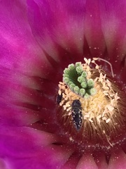 Acmaeodera neglecta neoneglecta