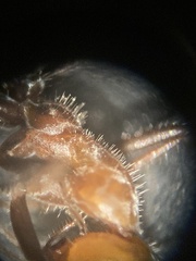 Myrmecocystus mendax