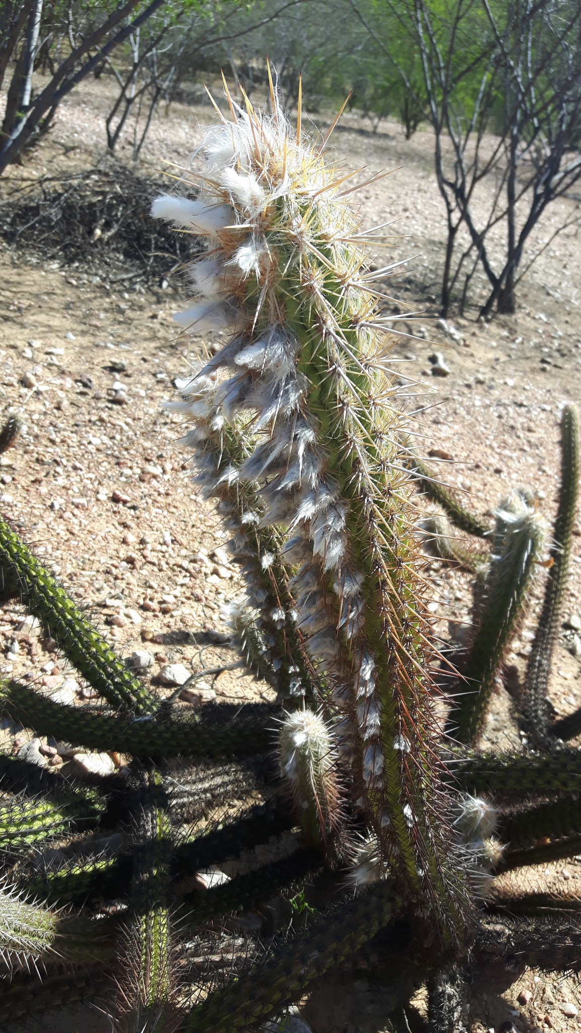 Xiquexique gounellei