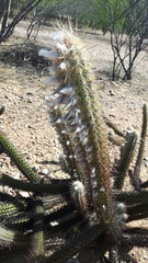 Xiquexique gounellei