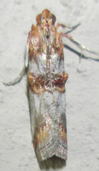 Hypargyria metalliferella