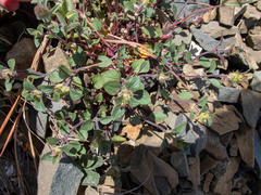 Acanthomintha lanceolata