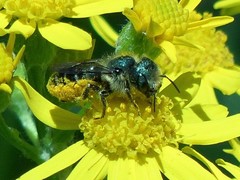 Osmia lignaria