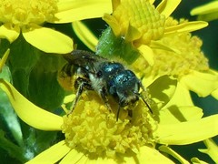 Osmia lignaria