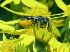 Osmia lignaria