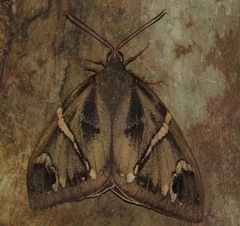 Eupalamides boliviensis