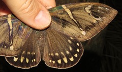 Eupalamides boliviensis