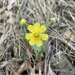 Ranunculus rhomboideus