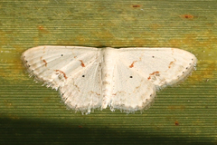 Scopula lautaria