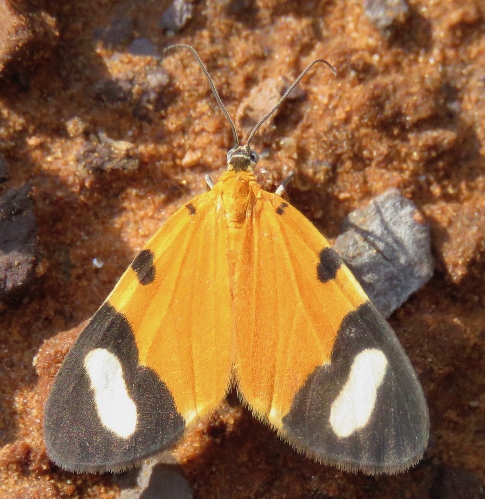 Eudule pulchricolora