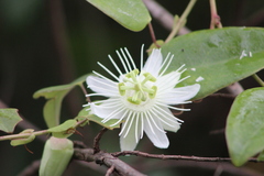 Passiflora mediterranea