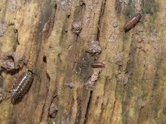 Chaetophiloscia sicula