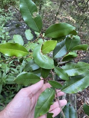 Amorphospermum antilogum