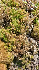 Selaginella wallacei image