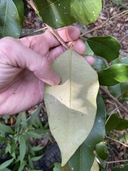 Amorphospermum antilogum