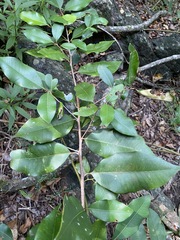 Amorphospermum antilogum