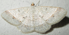 Isturgia deerraria